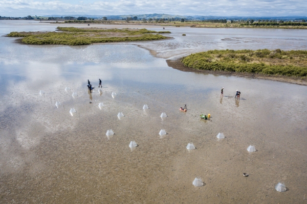 NIWA staff conduct research into the impact of marine heatwaves on Waihi estuary.