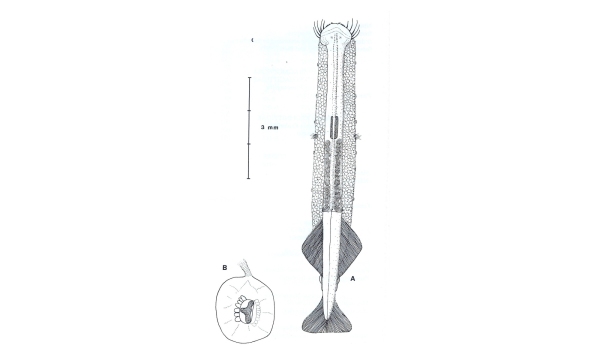 This is a drawing of an arrow worm species Pterosagitta draco (Krohn, 1853)