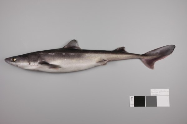 Spiny dogfish