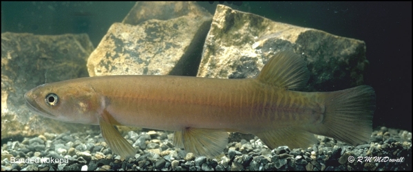 Banded kokopu