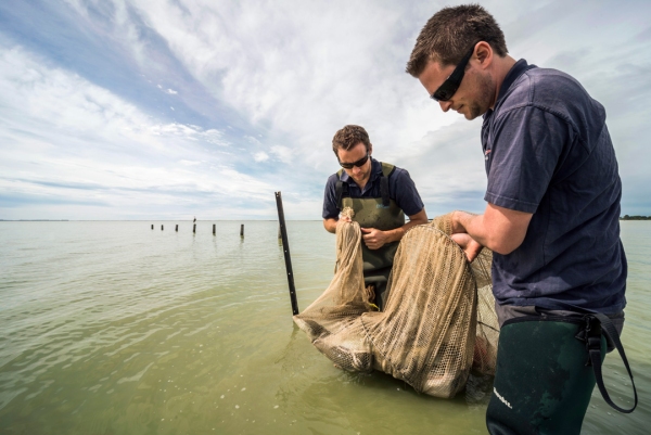 Phil Jellyman (L) and Shannan Crow (R) collecting catches of longfin and shortfin eels in Te Waihora (Lake Ellesmere). [Photo: Dave Allen]