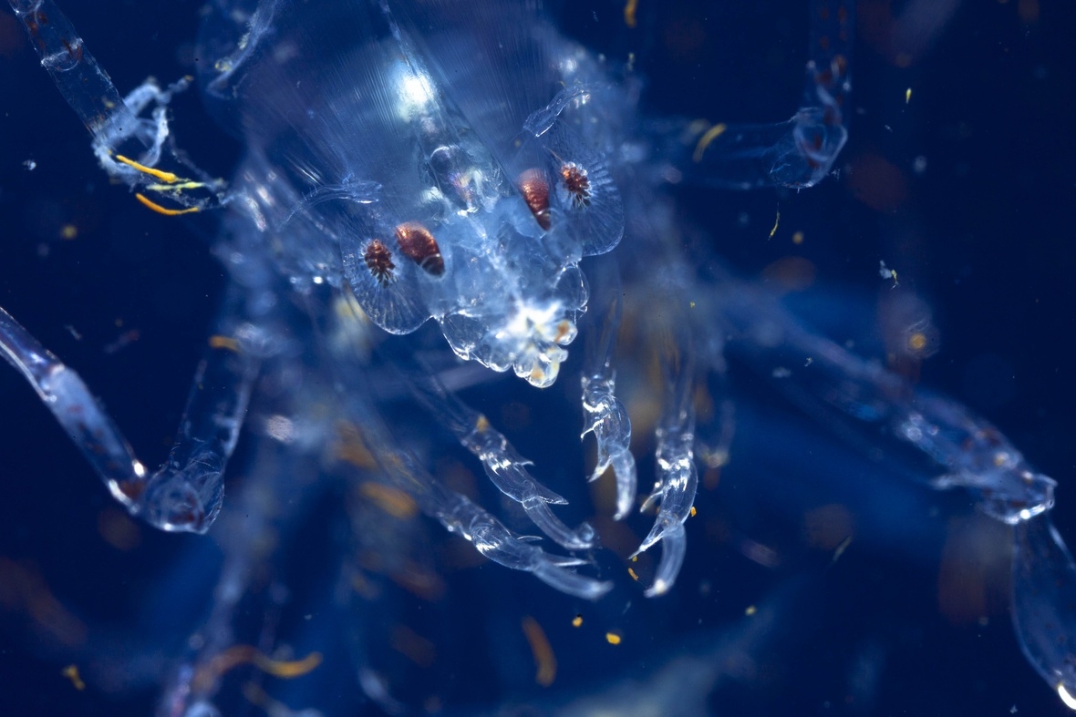 Phronima