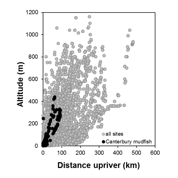 Canterbury_mudfish-Neochanna burrowsius_penetration [2024]