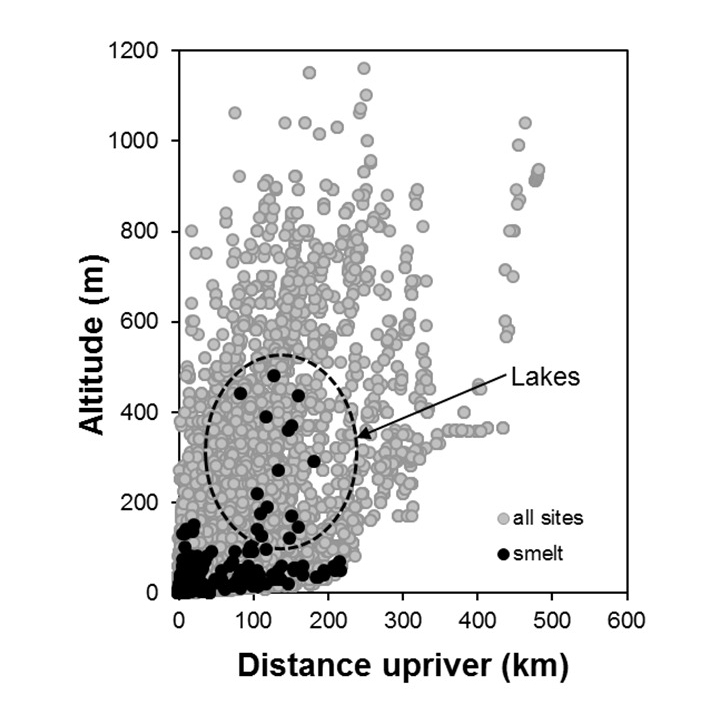 Common_smelt-Retropinna retropinna_penetration