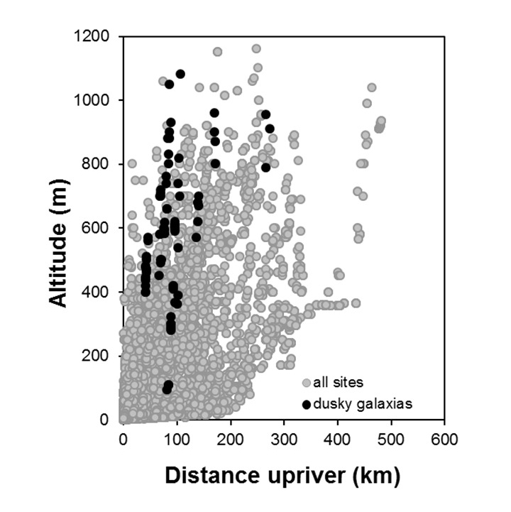 Dusky_galaxias-Galaxias pullus_penetration