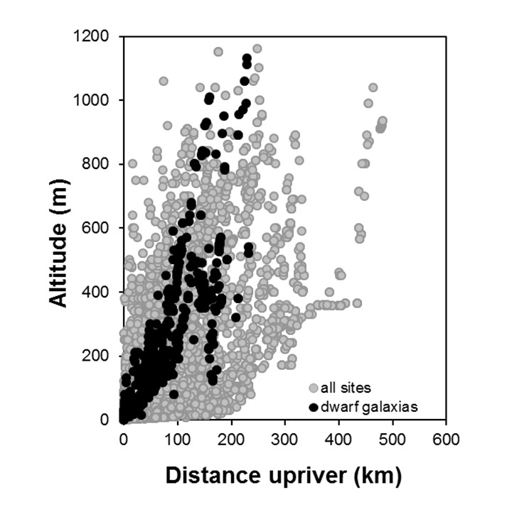 Dwarf_galaxias-Galaxias divergens_penetration