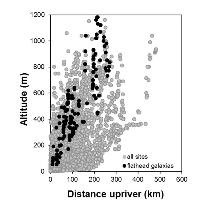 Flathead_Galaxias depressiceps_penetration