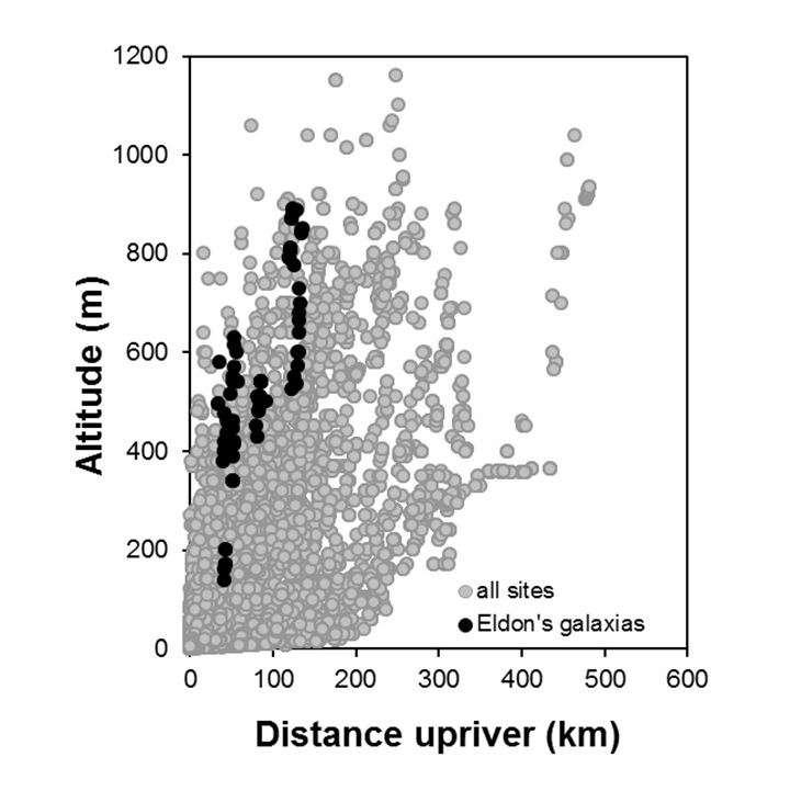 Galaxias eldoni_penetration