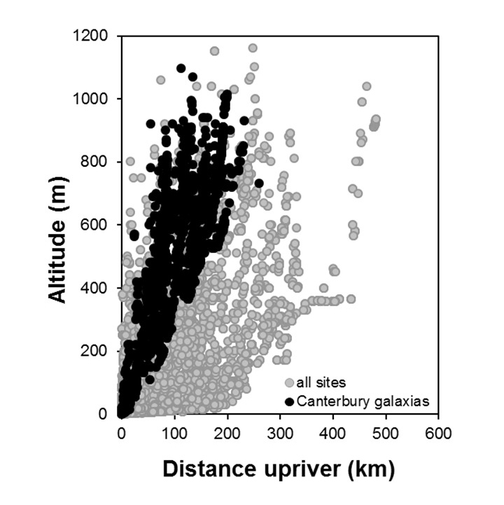 Galaxias vulgaris_penetration [2024]