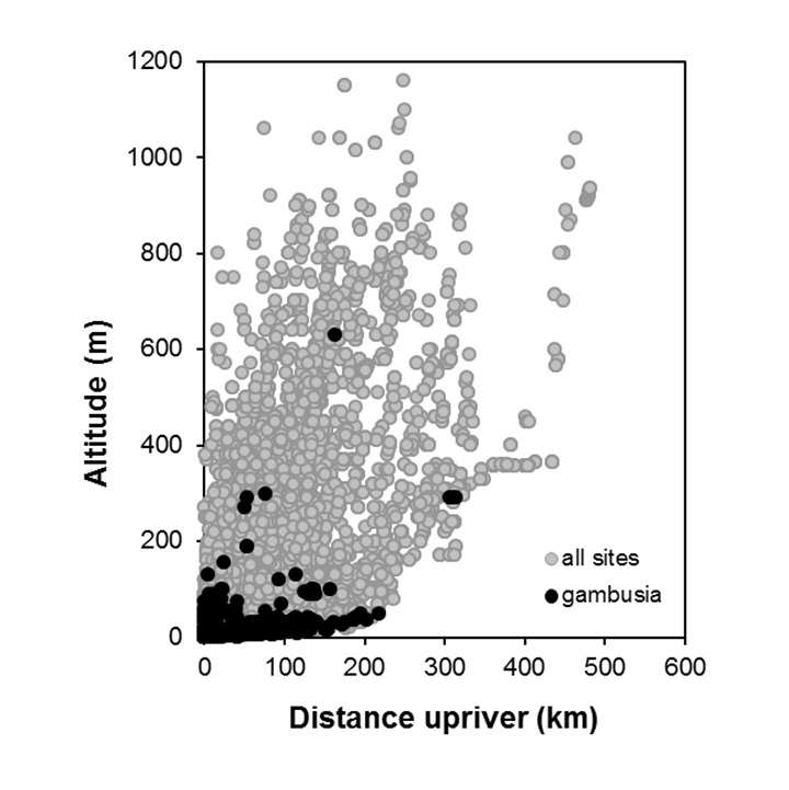 Gambusia affinis_penetration