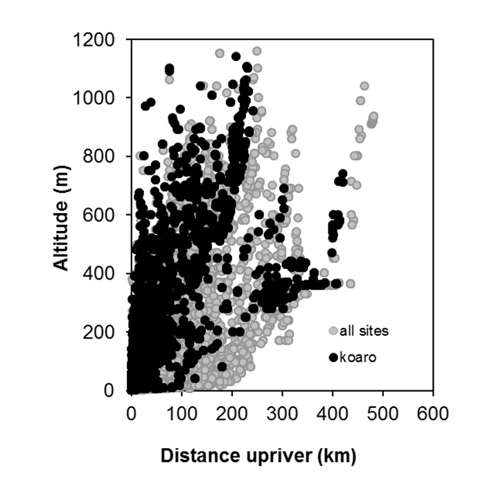 Koaro-Galaxias brevipinnis_penetration