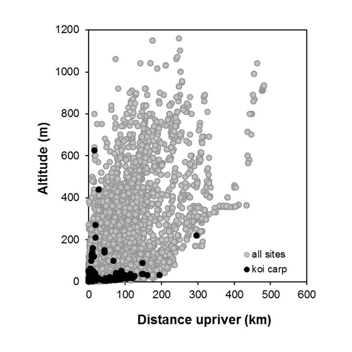 Koi-carp-Galaxias brevipinnis_penetration