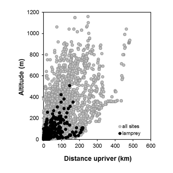 Lamprey-Geotria australis_penetration