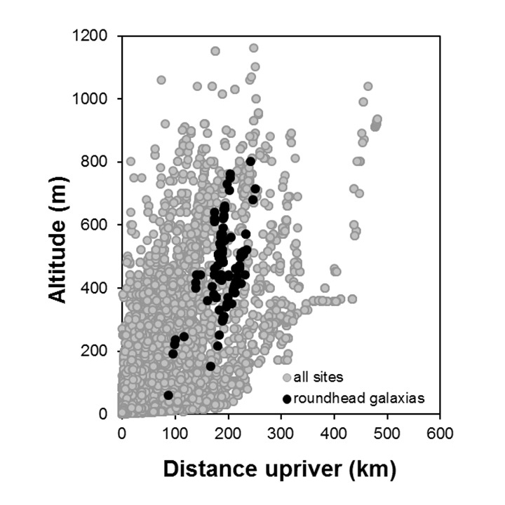 Roundhead_galaxias-Galaxias anomalus_penetration