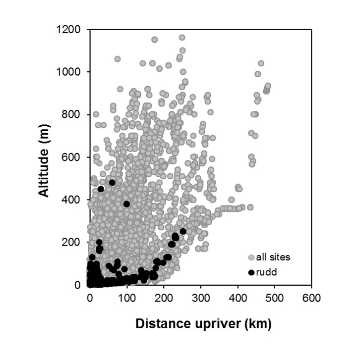 Rudd-Scardinius erythrophthalmus_penetration