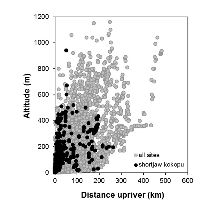 Shortjaw-kokopu-Galaxias postvectis_penetration