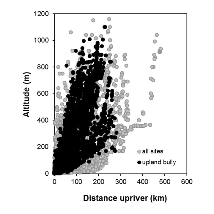 Upland-bully-Gobiomorphus breviceps_penetration