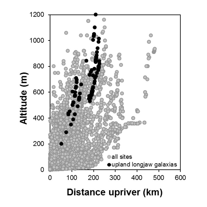 Upland_longjaw-Galaxias prognathus_penetration