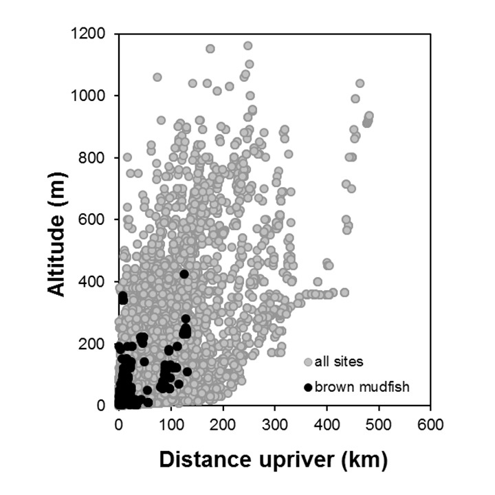 brown_mudfish_Neochanna apoda_penetration [2024]