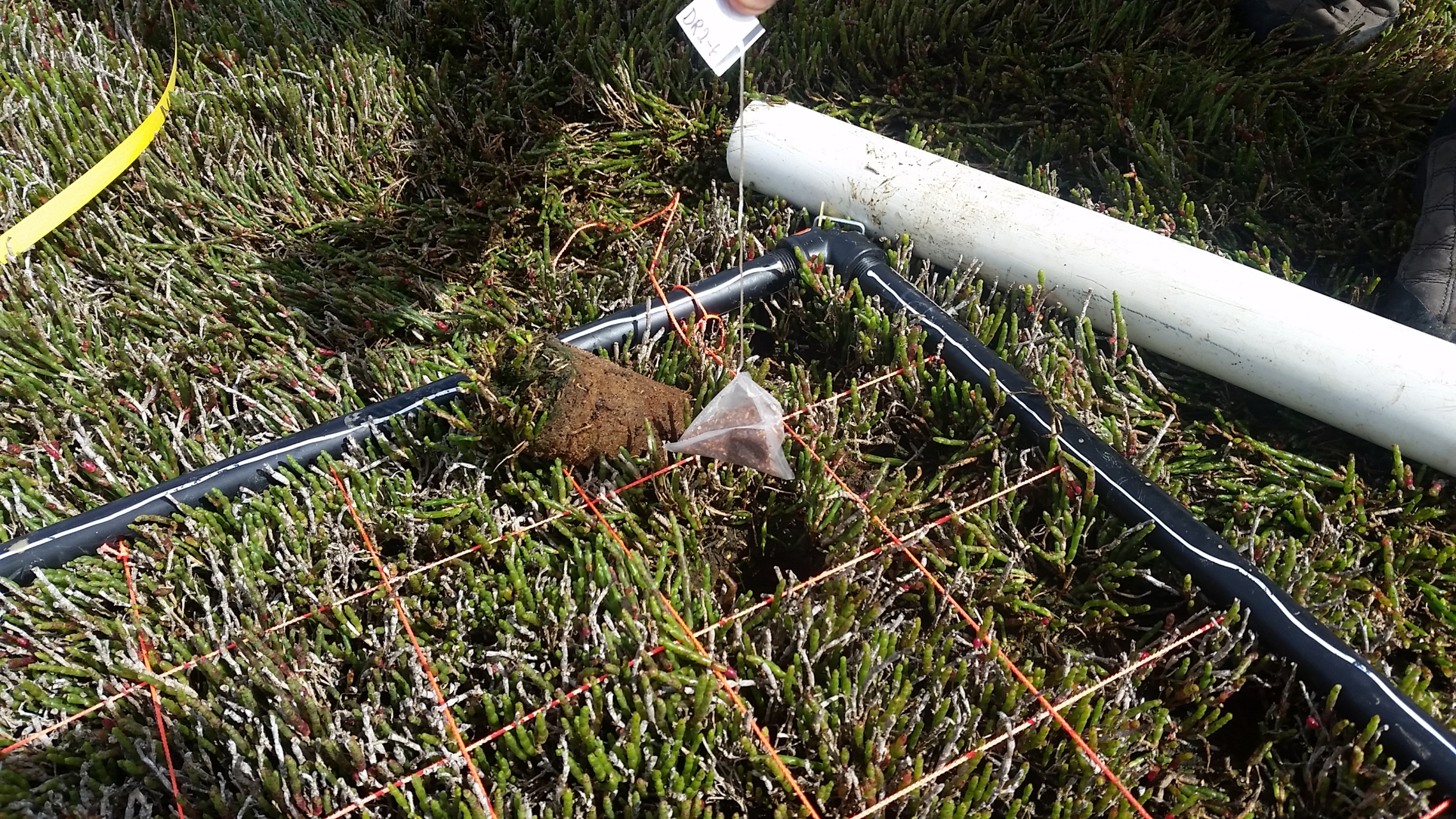 A teabag being buried in a saltmarsh in Tasmania. 