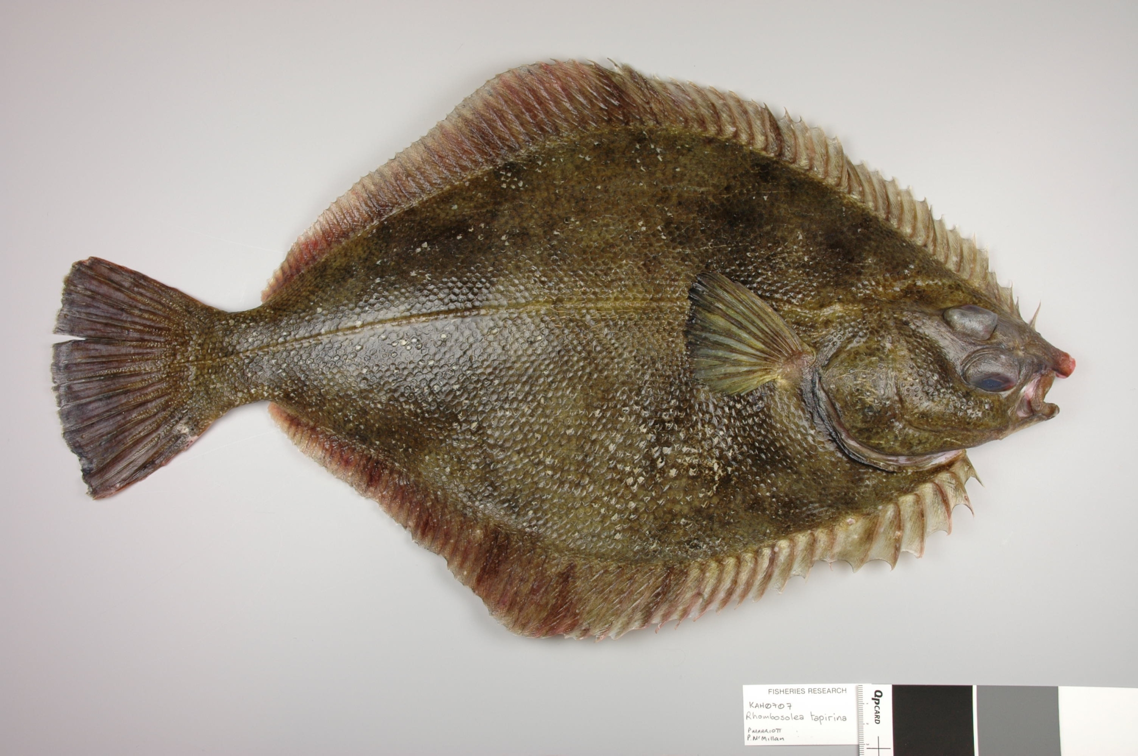 Greenback flounder