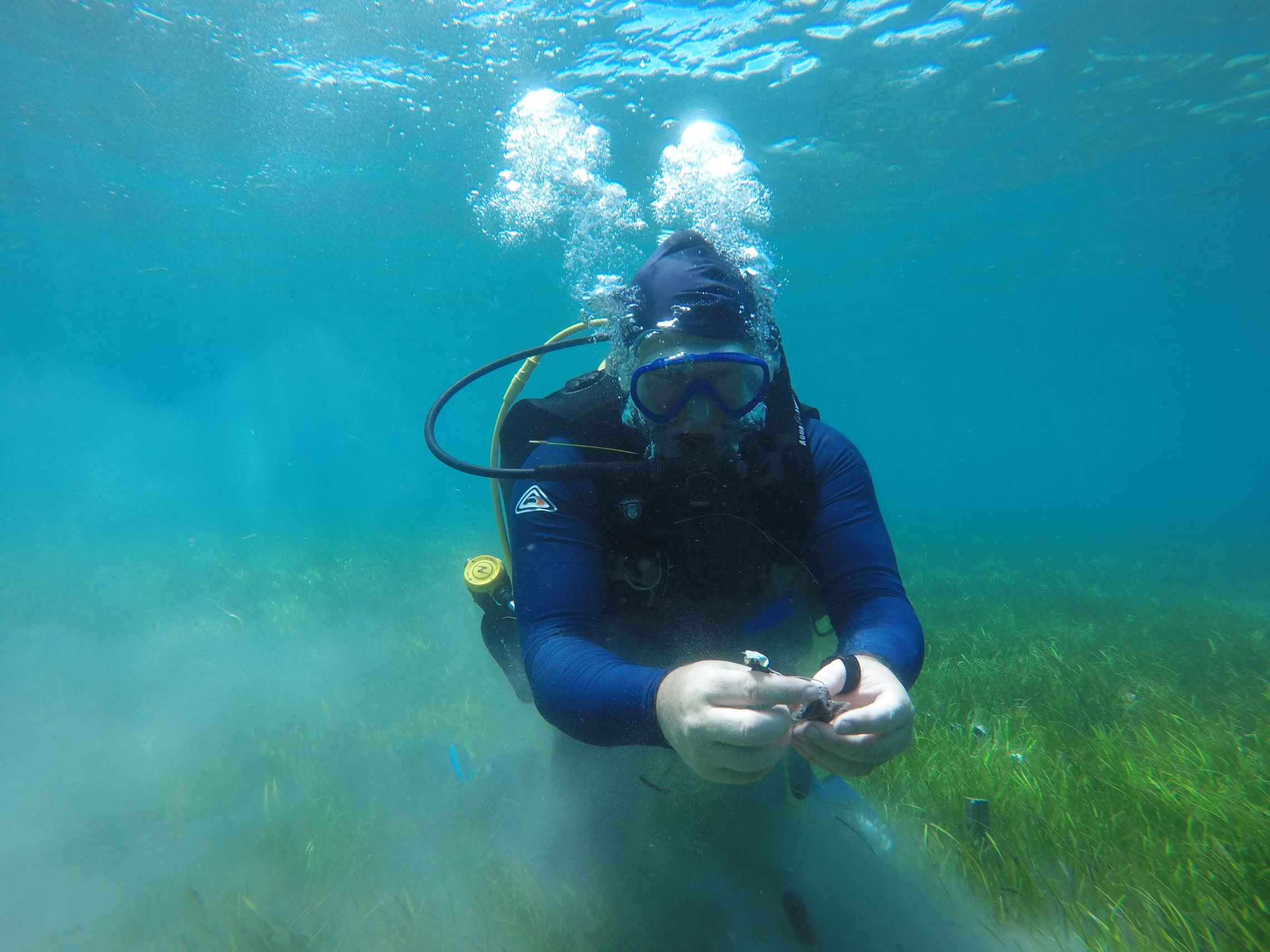 : Paul York from James Cook University in North Queensland collecting a teabag from a seagrass meadow. Credit: Peter Davey