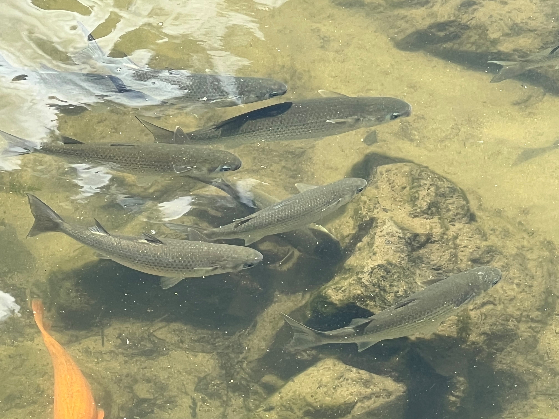 Grey Mullet 2 - Waikato River (Fairybank Hamilton)