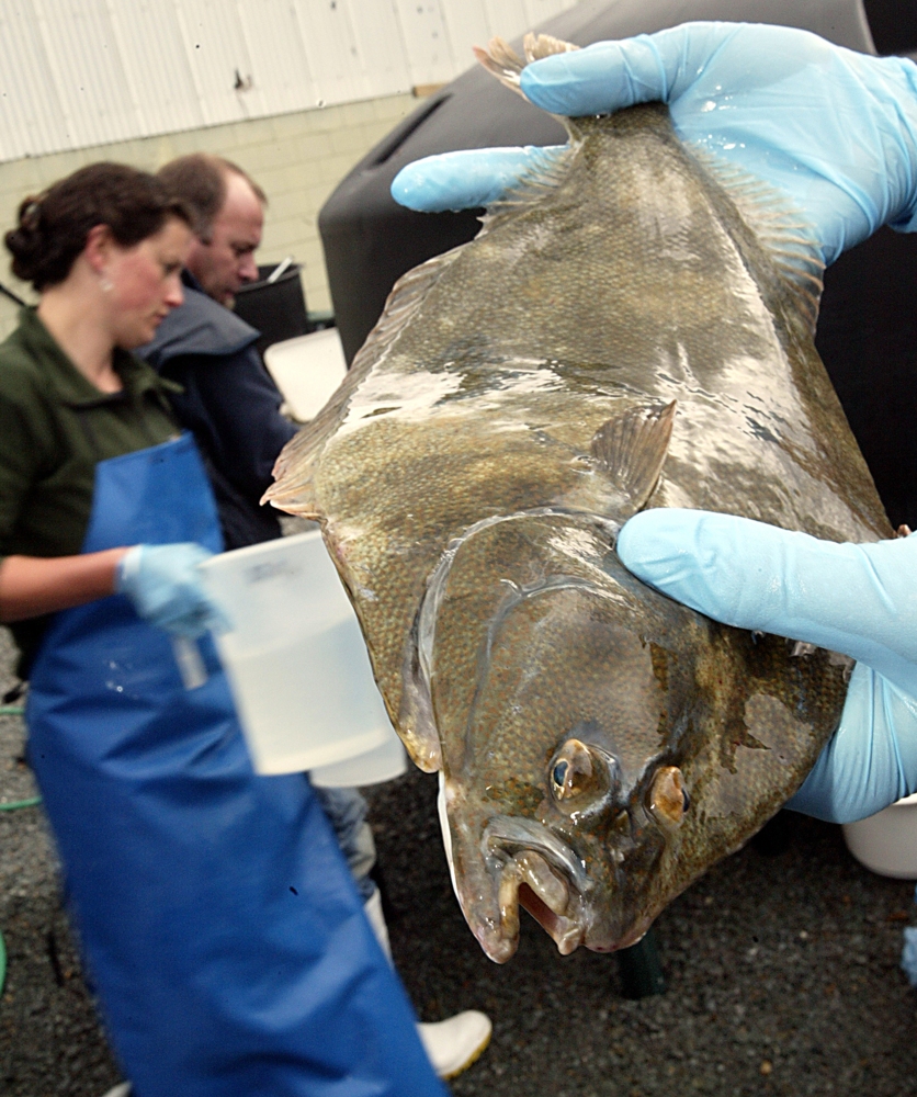 Yellow-belly flounder