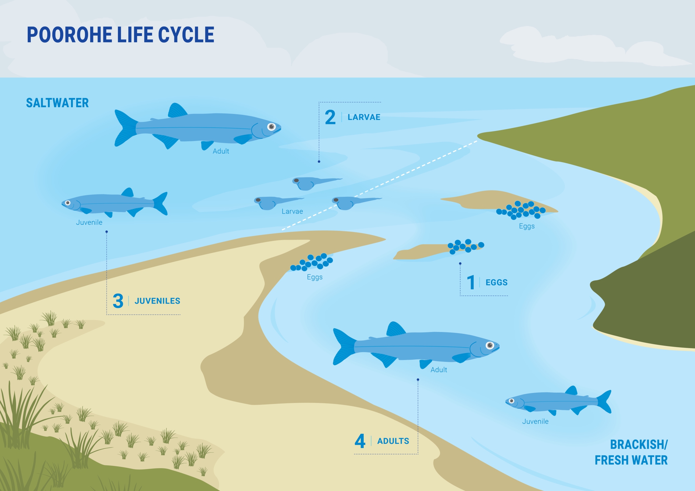 Poorohe Lifecycle poster